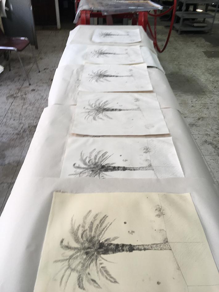 Este proyecto busca explorar las posibilidades gráficas que entrega la imagen  de la palma chilena través de la producción de una serie de litografías.