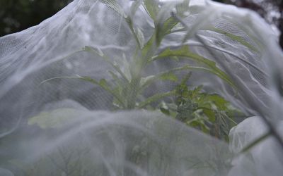 Obra de Mónica Sepúlveda Obra de Mónica Sepúlveda